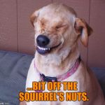 laughing dog | ...BIT OFF THE  SQUIRREL'S NUTS. | image tagged in laughing dog,memes,funny memes,pets,animals,dogs | made w/ Imgflip meme maker