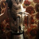 kitty in a mixer