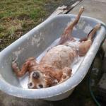 bath dog