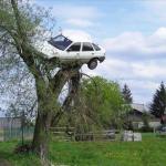car tree fail
