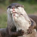 talk to me like otters do