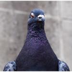Hatred Pigeon