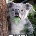 Surprised Koala | WHAT DO YOU MEAN; THESE LEAVES ARE POISONOUS | image tagged in surprised koala | made w/ Imgflip meme maker