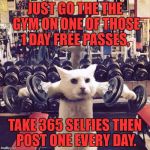 Gym Cat | JUST GO THE THE GYM ON ONE OF THOSE 1 DAY FREE PASSES, TAKE 365 SELFIES THEN POST ONE EVERY DAY. | image tagged in gym cat,exercise,lazy,memes,funny,funny memes | made w/ Imgflip meme maker