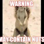 Squirrel nuts | WARNING; MAY CONTAIN NUTS | image tagged in squirrel nuts | made w/ Imgflip meme maker