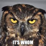 angry owl | IT'S WHOM | image tagged in angry owl | made w/ Imgflip meme maker