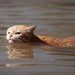 Angry flood cat