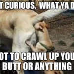 knowledgelink | JUST CURIOUS,  WHAT YA DOIN; NOT TO CRAWL UP YOUR BUTT OR ANYTHING | image tagged in curious,dogs,butt,knowledge is power,knowledge | made w/ Imgflip meme maker