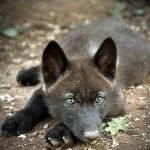 blackwolfpup