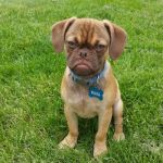 Earl the Grumpy Puggle | MY FACE ON THE INSIDE; WHENEVER SOMEONE ORDERS HOT TEA!!! | image tagged in earl the grumpy puggle | made w/ Imgflip meme maker