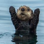 Happy otter