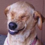 dog laugh