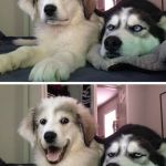What are friends for | I don't want to bore you with my problems, but . . . Awesome, thank you | image tagged in two huskies,memes,friends | made w/ Imgflip meme maker