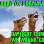 Laughing camels | DAAAAAY  YO !   DAY  A  A  YO. DAYLIGHT  COME  AND  WE  WANNA  GO  HOME | image tagged in laughing camels | made w/ Imgflip meme maker