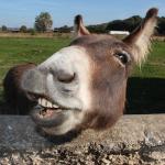 Laugh Donkey