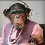 monkey with headset