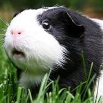 shocked guinea pig