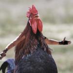 Angry chicken meme
