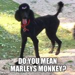 Marley. Do you got the monkey? | DO YOU MEAN MARLEYS MONKEY? | image tagged in marley poodle,marleys got the monkey,funny,meme | made w/ Imgflip meme maker