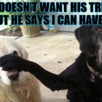 Dogs | HE DOESN'T WANT HIS TREAT BUT HE SAYS I CAN HAVE IT | image tagged in dogs | made w/ Imgflip meme maker