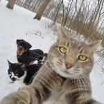 cat selfie meme