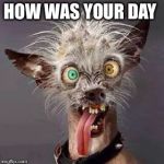 crazy chiwawa | HOW WAS YOUR DAY | image tagged in crazy chiwawa | made w/ Imgflip meme maker