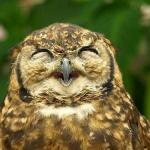 Happy OWl