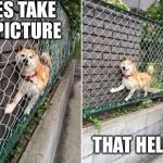Wo-owie | YES TAKE A PICTURE; THAT HELPS | image tagged in doge stuck on fence,doge,fence,stuck | made w/ Imgflip meme maker