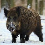 Boar