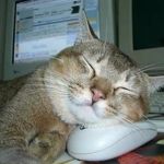 sleepy cat | image tagged in sleepy cat | made w/ Imgflip meme maker