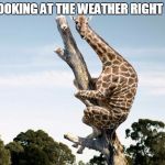Scared Giraffe | ME LOOKING AT THE WEATHER RIGHT NOW | image tagged in scared giraffe | made w/ Imgflip meme maker