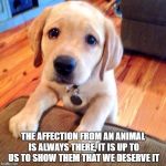 Puppy dog eyes | THE AFFECTION FROM AN ANIMAL IS ALWAYS THERE, IT IS UP TO US TO SHOW THEM THAT WE DESERVE IT | image tagged in puppy dog eyes | made w/ Imgflip meme maker