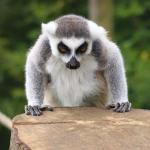 Mean Lemur