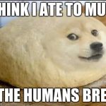 dough doge | I THINK I ATE TO MUCH; OF THE HUMANS BREAD. | image tagged in dough doge | made w/ Imgflip meme maker