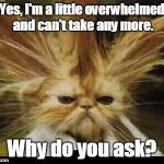 frustration | Yes, I'm a little overwhelmed and can't take any more. Why do you ask? | image tagged in frustration | made w/ Imgflip meme maker