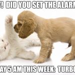 kitten and puppy playing | HEY!  DID YOU SET THE ALARM? MONDAY 5 AM THIS WEEK:  TURBO KICK | image tagged in kitten and puppy playing | made w/ Imgflip meme maker