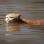 Angry Hurricane Harvey Cat