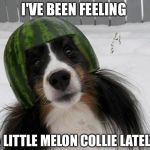 Life has it's ups and downs! | I'VE BEEN FEELING; A LITTLE MELON COLLIE LATELY | image tagged in melon collie,melancholy,funny | made w/ Imgflip meme maker