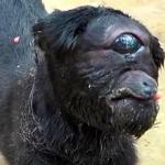 Cyclops Goat