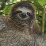 Happy Sloth