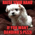 Don't like dogs | RAISE YOUR HAND; IF YOU WANT DANDINO'S PIZZA | image tagged in don't like dogs | made w/ Imgflip meme maker