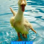 Duckie | HANG IN THERE; HARVEY NOT STAYIN FOREVER | image tagged in duckie,memes | made w/ Imgflip meme maker