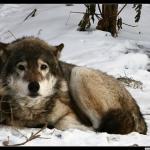 sad wolf