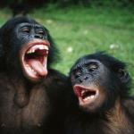 2 singing chimps!