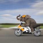 fast elephant