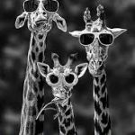 Julie's giraffes | RFROST1964 | image tagged in julie's giraffes | made w/ Imgflip meme maker
