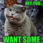 happycat | HEY YOU... WANT SOME CATNIP? | image tagged in happycat,scumbag | made w/ Imgflip meme maker