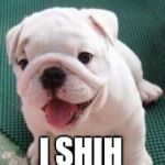 Dog puns make me laugh so hard I roll over  | I KNOW ONE MILLION DOG PUNS; I SHIH TZU NOT | image tagged in bad pun bulldog pup,shih tzu,jbmemegeek,puppy week,funny dogs,cute puppies | made w/ Imgflip meme maker