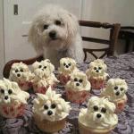 cupcake dog