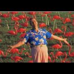 Flamingos Meme Generator - Imgflip